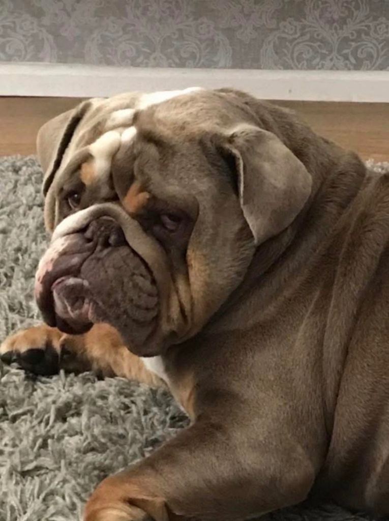 Beautiful English bull dog 