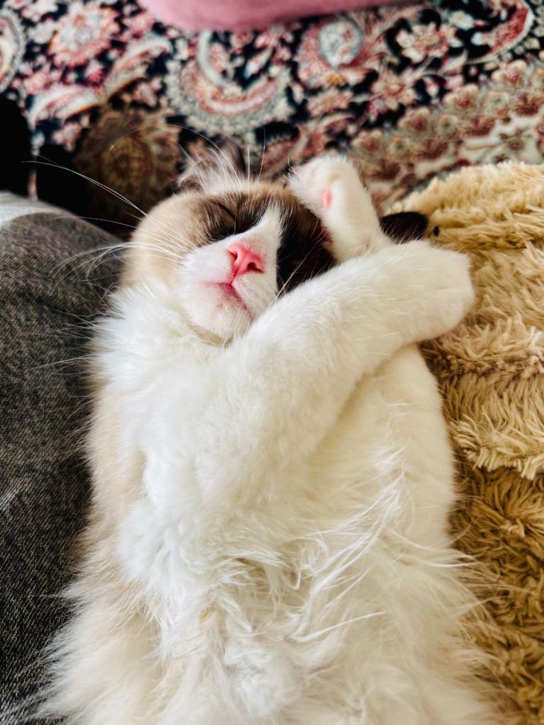 Ragdoll kitten 