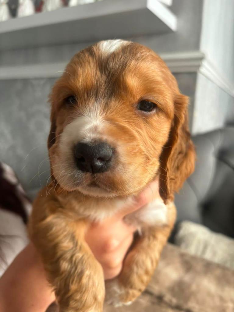Show cocker