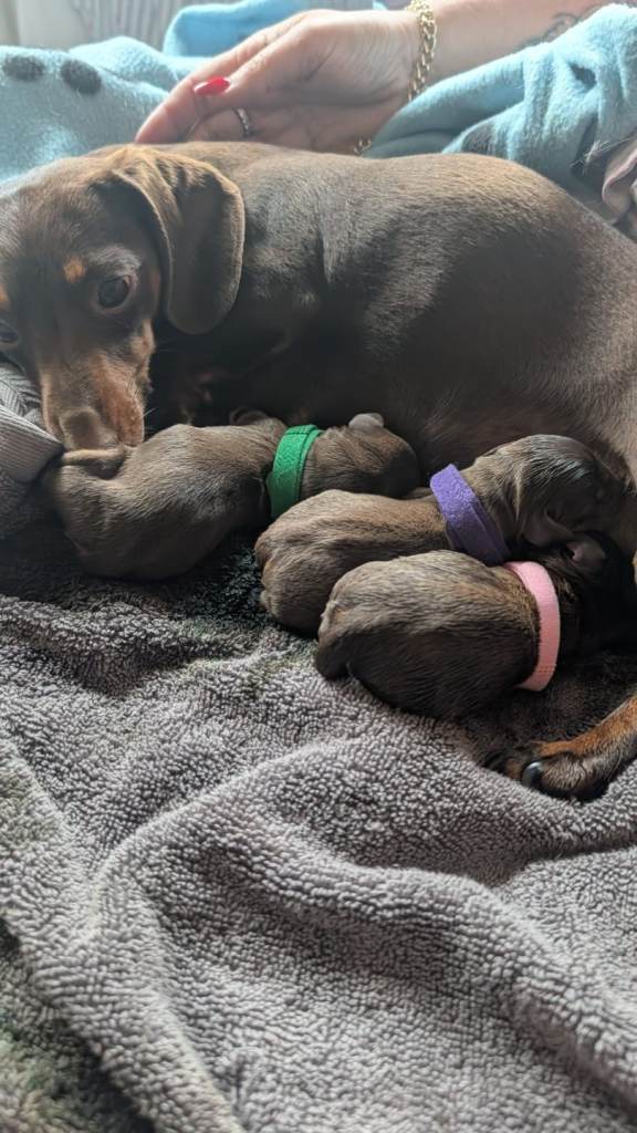 Dachshund pups