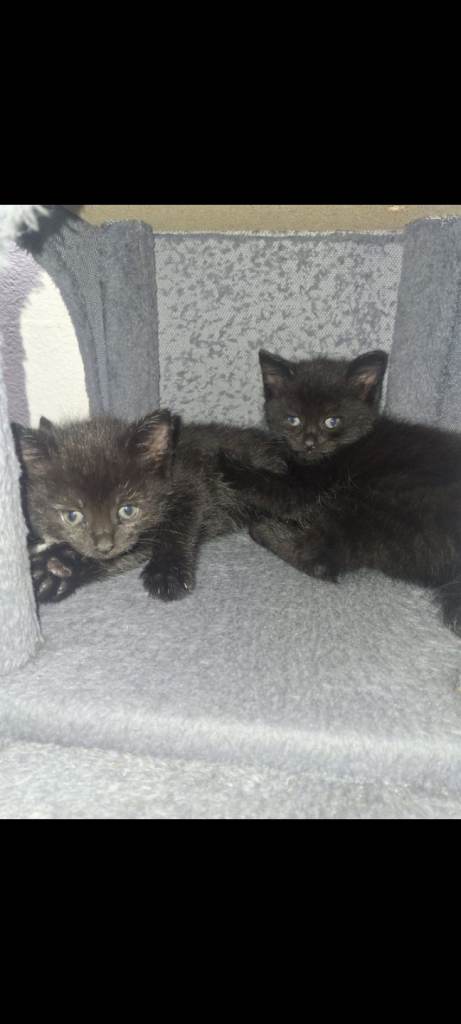 2 black kittens for sale READY TO GO