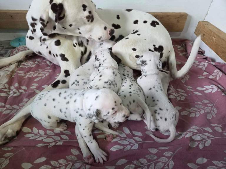 Dalmatian puppies 