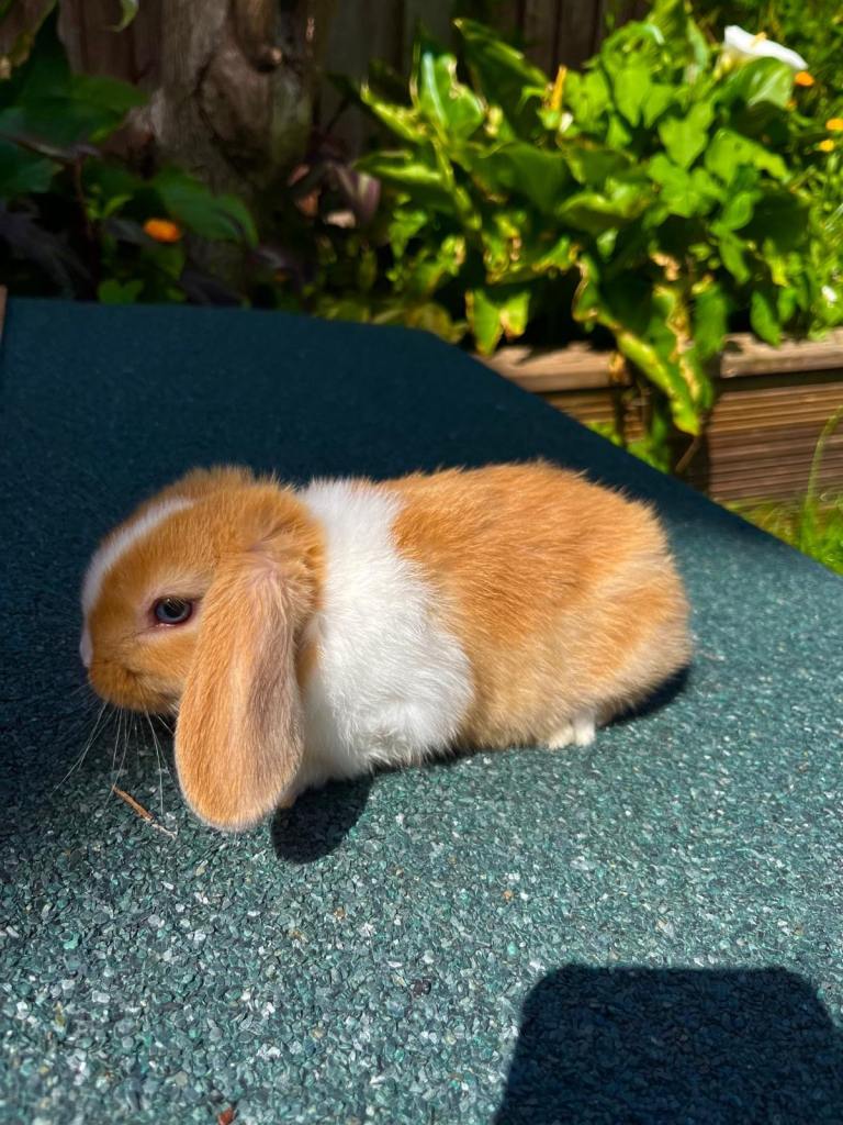 Baby mini lop rabbits