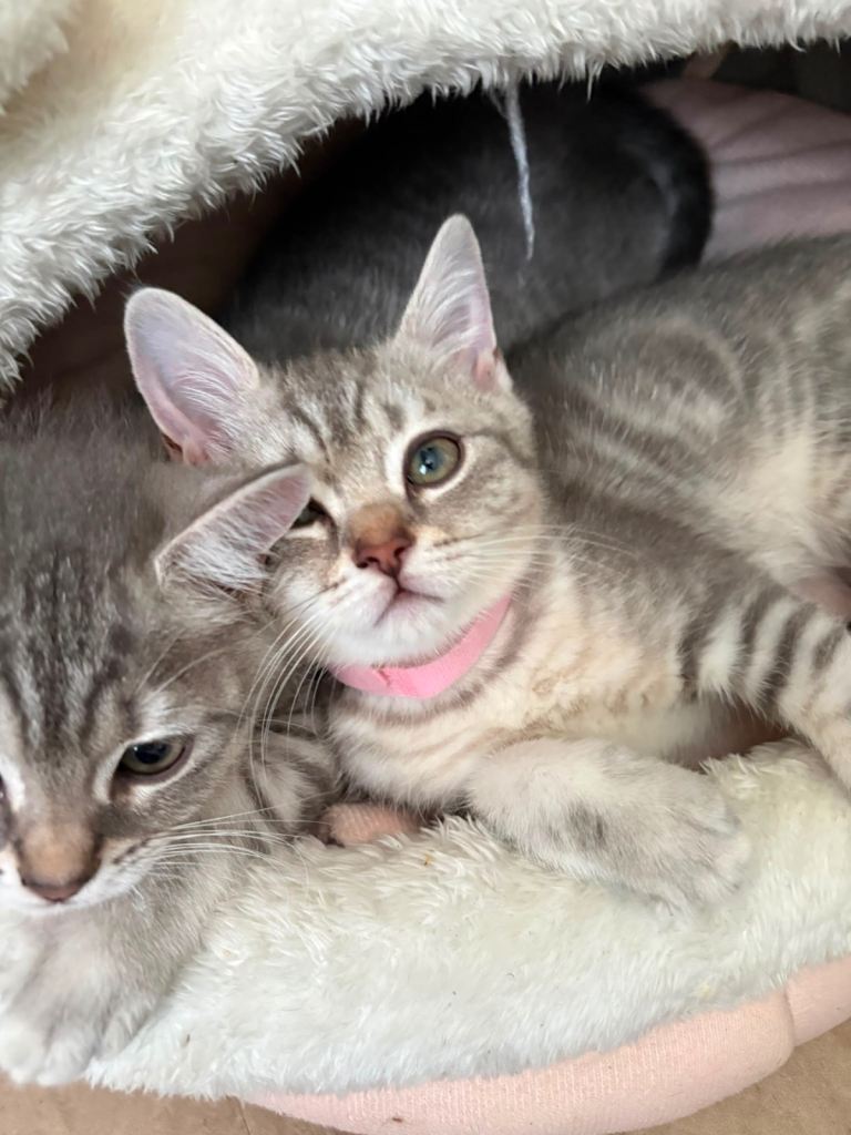 british shorthair kitten