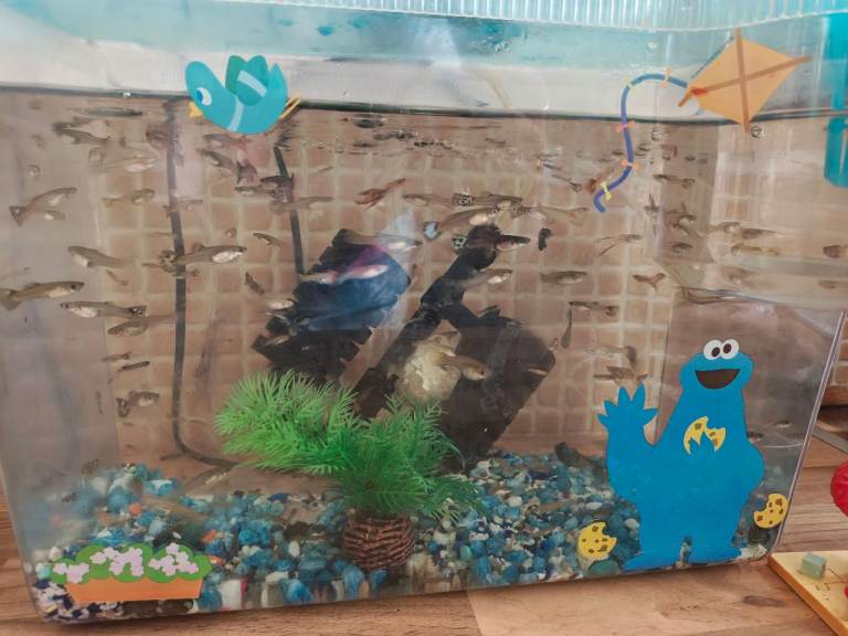 Guppies mixt offers