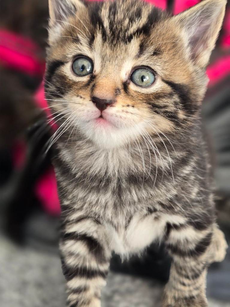 Kittens for sale – 8 weeks old, 3 girls & 3 boys