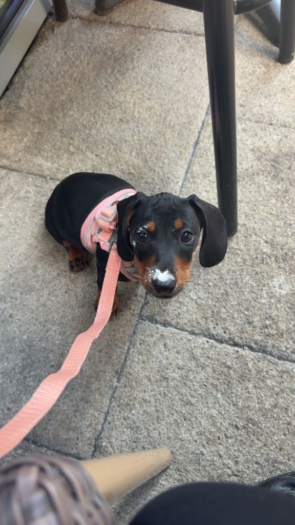 Female miniature dachshund 
