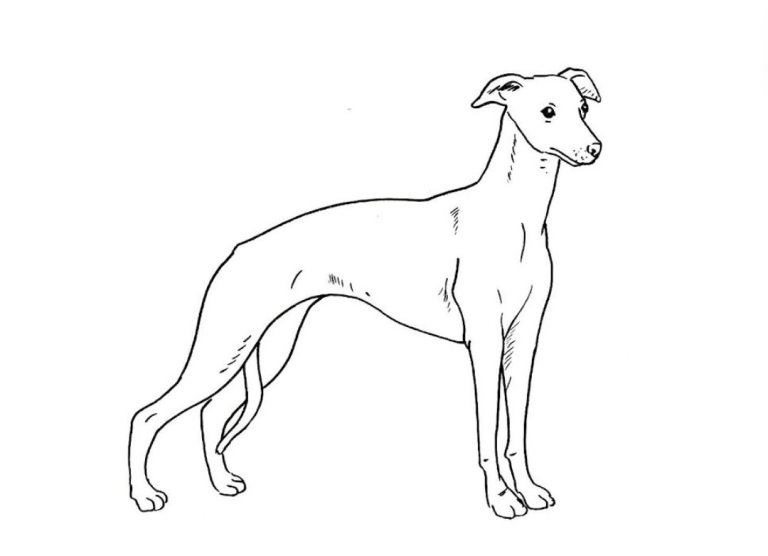 3 year old whippet 