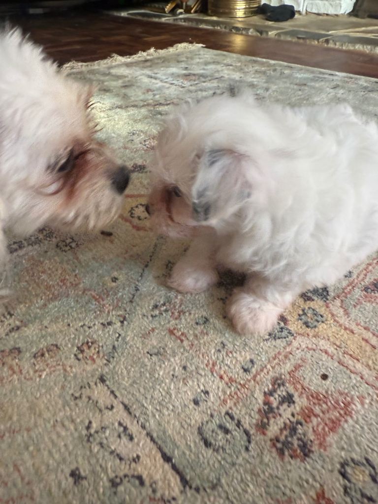 Cotton De Tulear puppies x3 looking for their forever homes