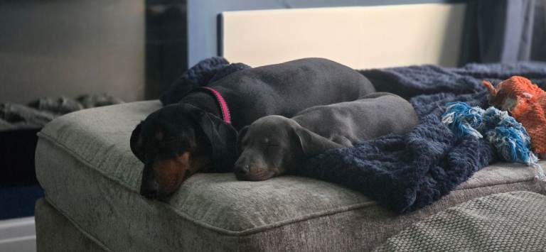 Miniature daschund boys