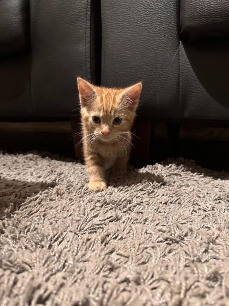 4 adorable kittens ready now