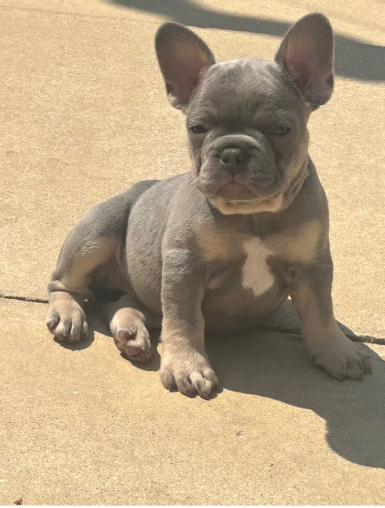 Bitch pup for sale