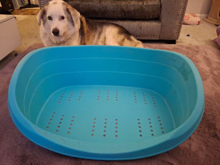 New turquoise blue Large plastic dog bed. Never used