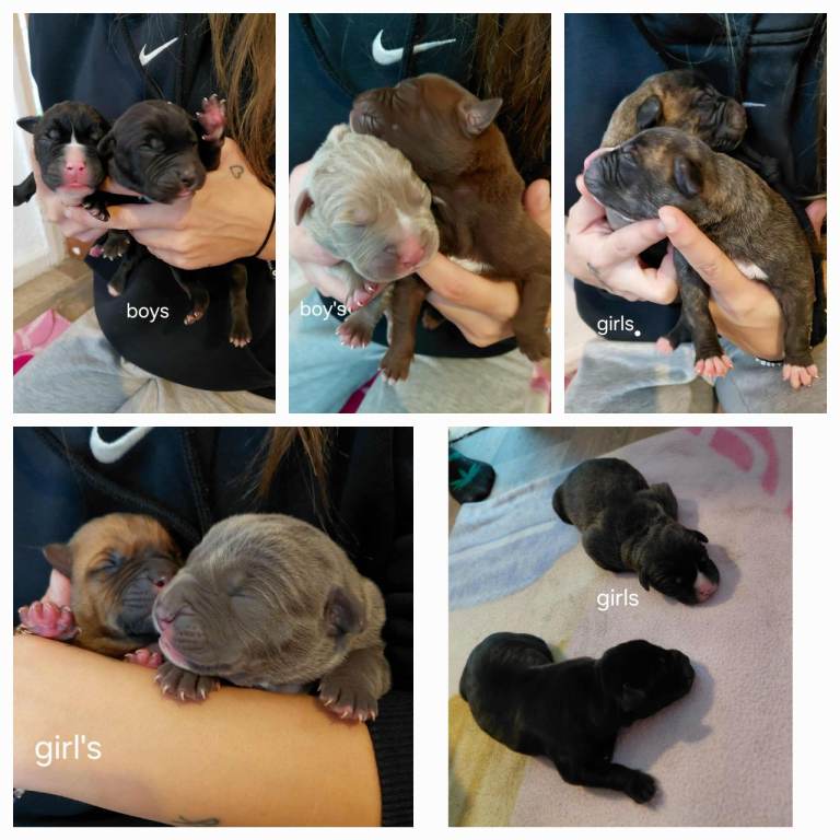 Bull greyhound Puppies 