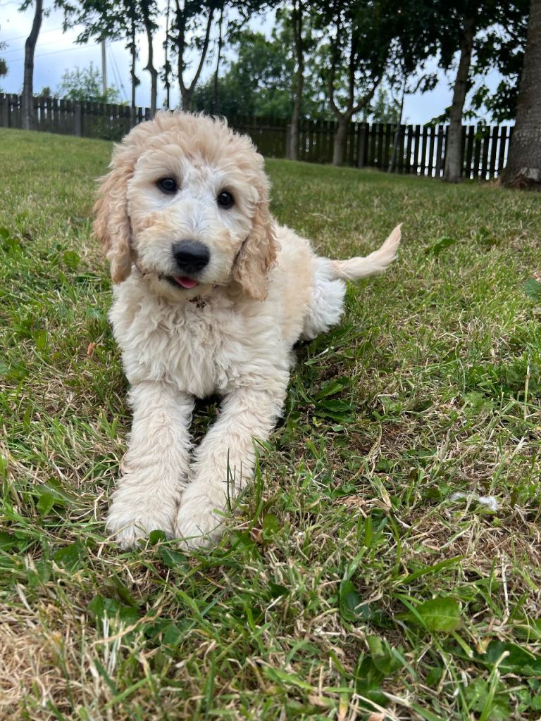 Irish doodle 