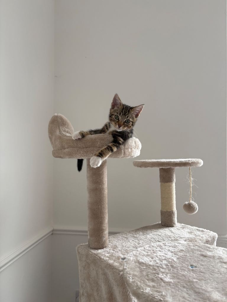Tabby boy 14 week kitten 