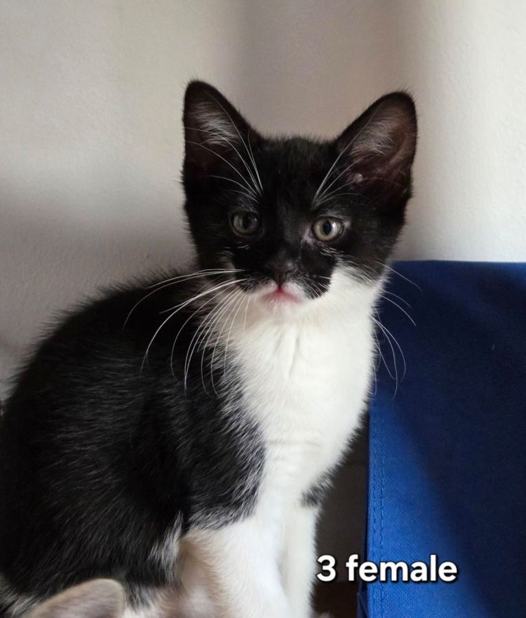 Stunning Kittens – Born 22 December – £150
