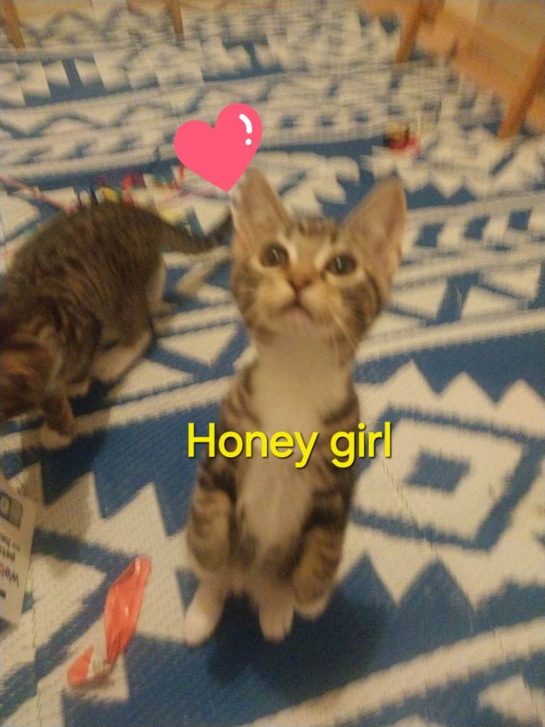 Last of our kittens sweet girl Honey still looking for loving family 