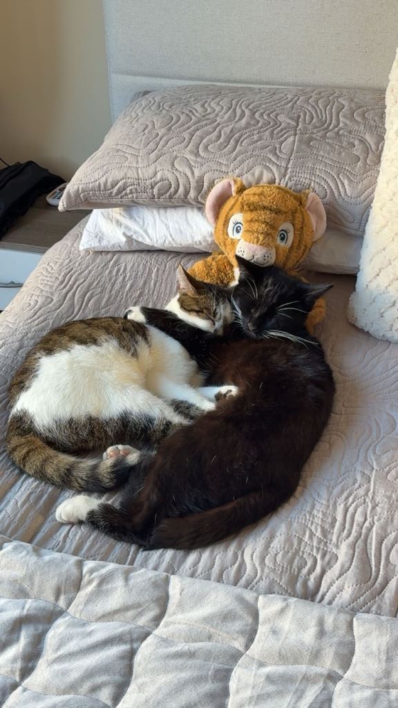 Male and Female cats 