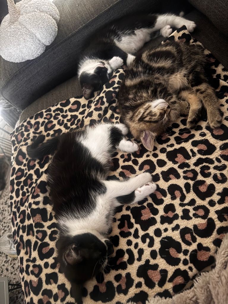 Kittens 1 month 2 weeks 
