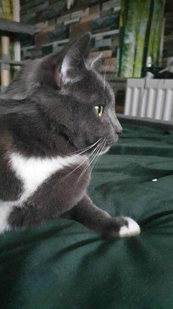 Looking for new loving home 🐈‍⬛💗