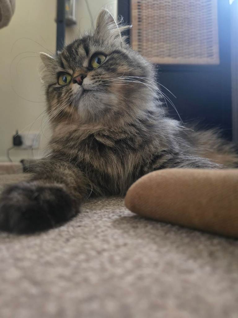 Dusty 