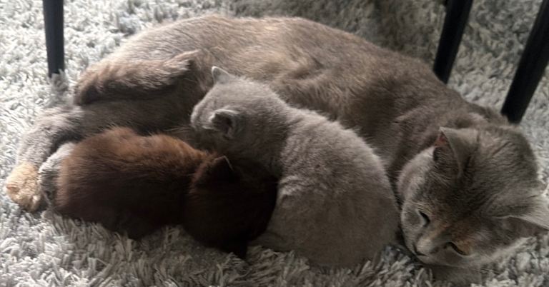 British Shorthair Kittens 