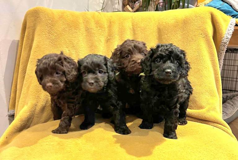 Beautiful cockerpoo pups for sale 