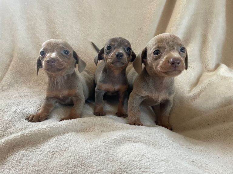 Dachshund puppies
