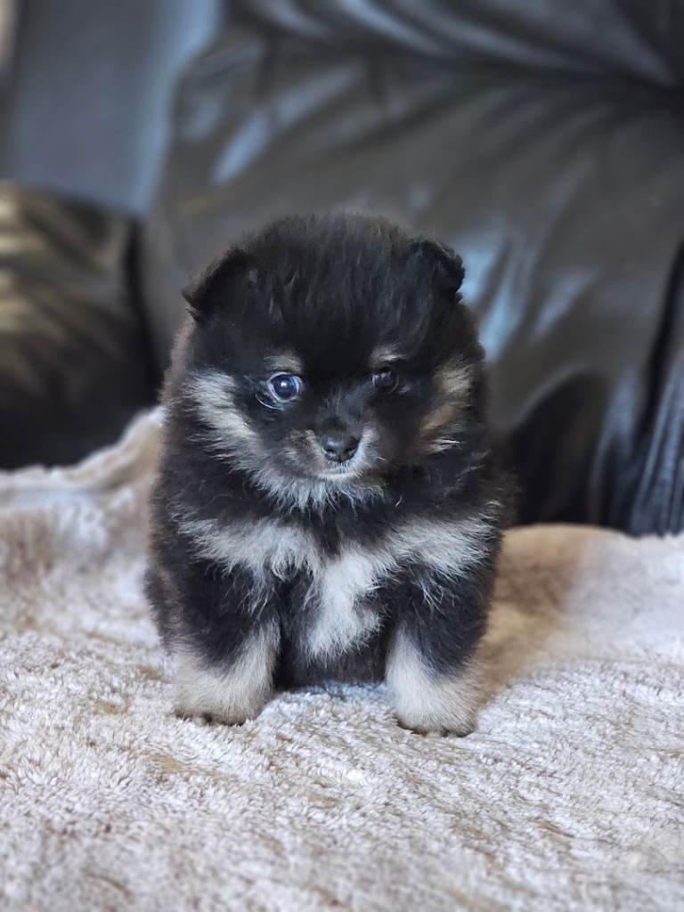 1 pomeranian baby boy