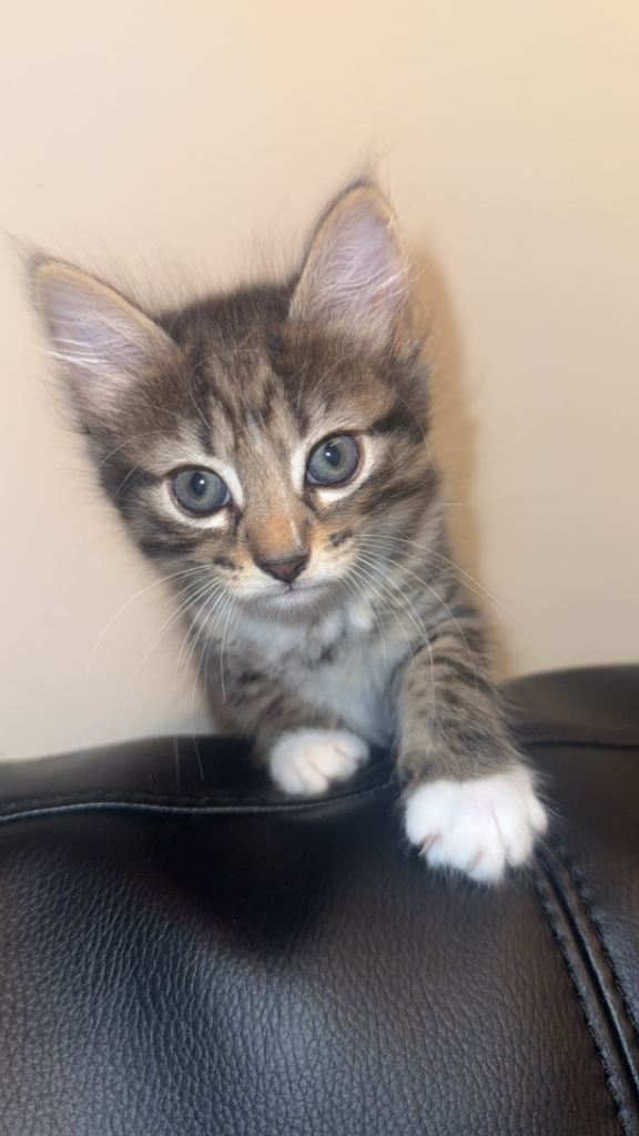 3 ADORABLE GIRL KITTENS FOR SALE!!!