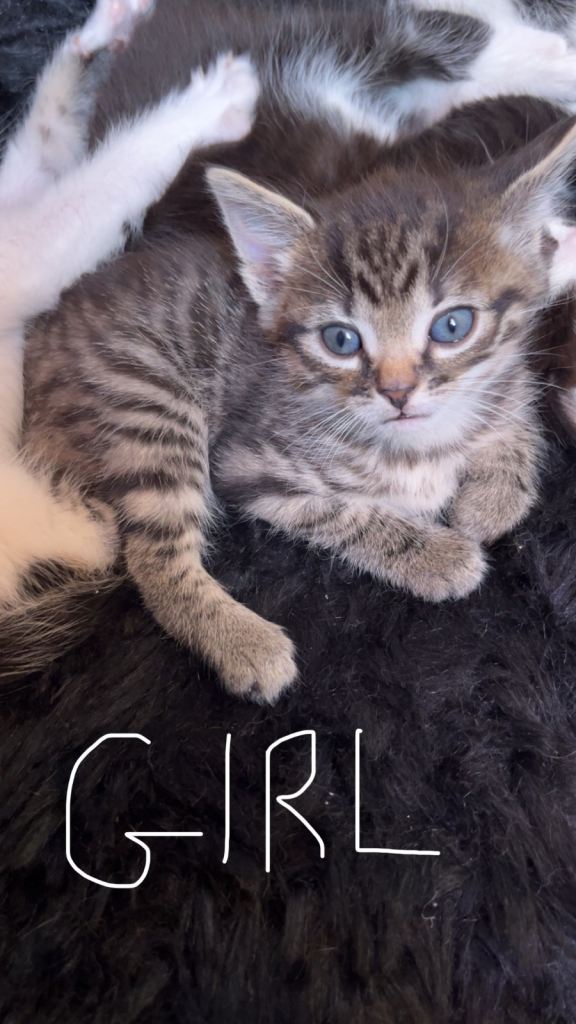 8 week old kittens, £180