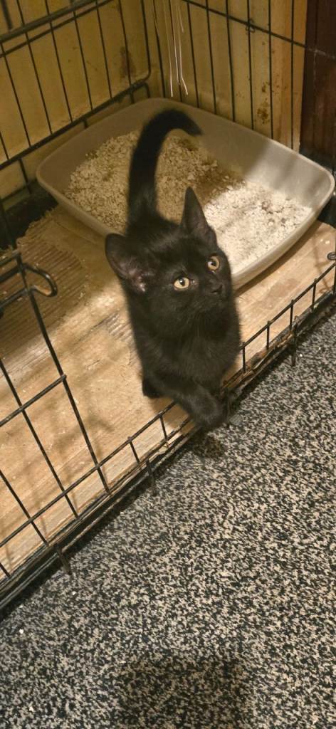 Kittens for sale