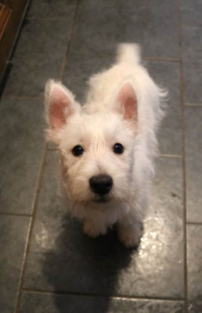 Boy West Highland Terrier (Westie) Puppy for Sale 