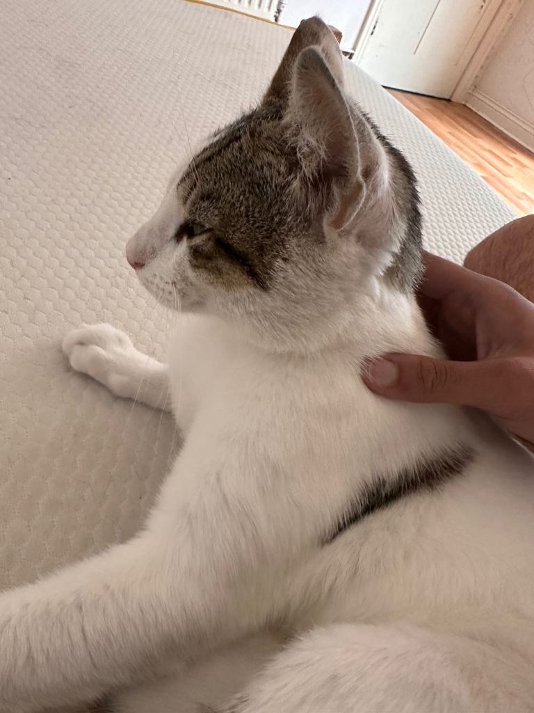 CAT NEEDS HOME