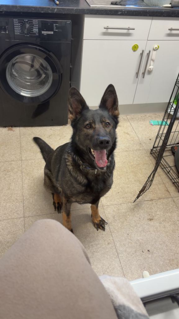 Dog