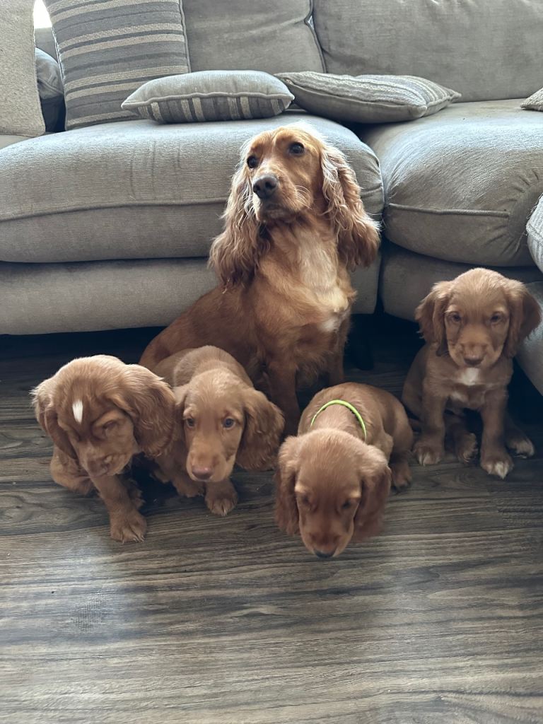 Top class red cocker Spainel’s ready to leave now 