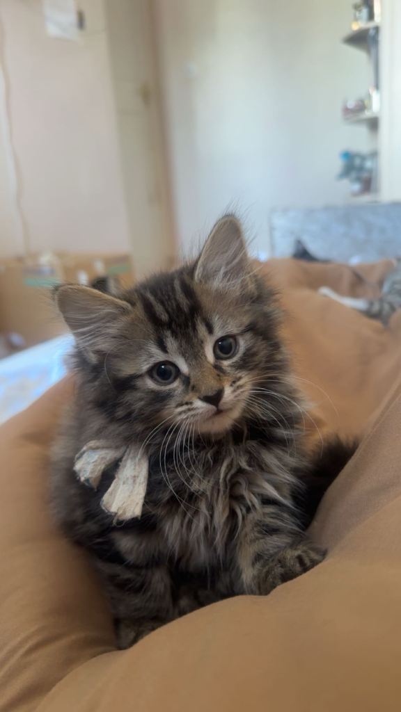 Longhair fluffy kitten