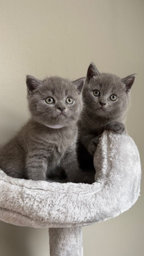 British Shorthair Kittens