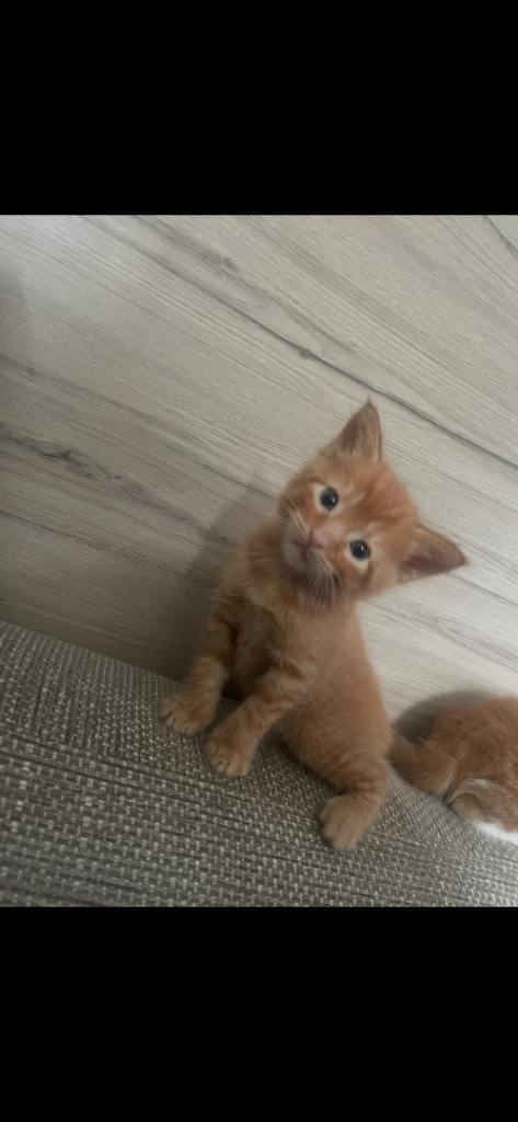 Ginger boys 