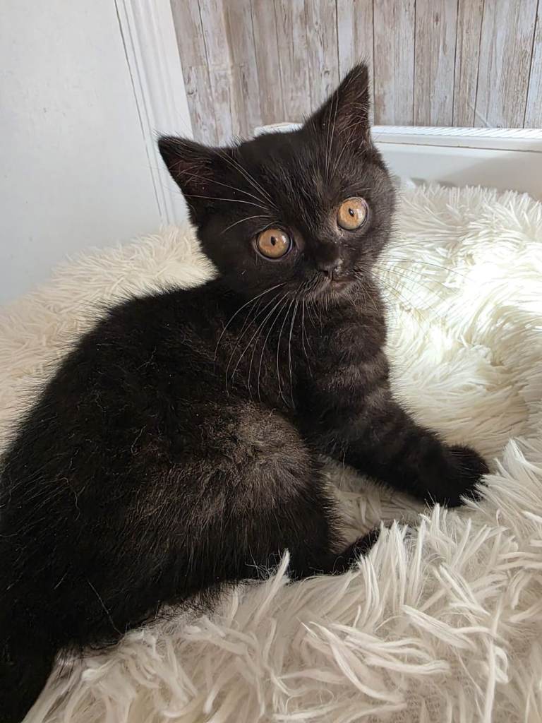 Dark brown and light grey BSH kittens ready now