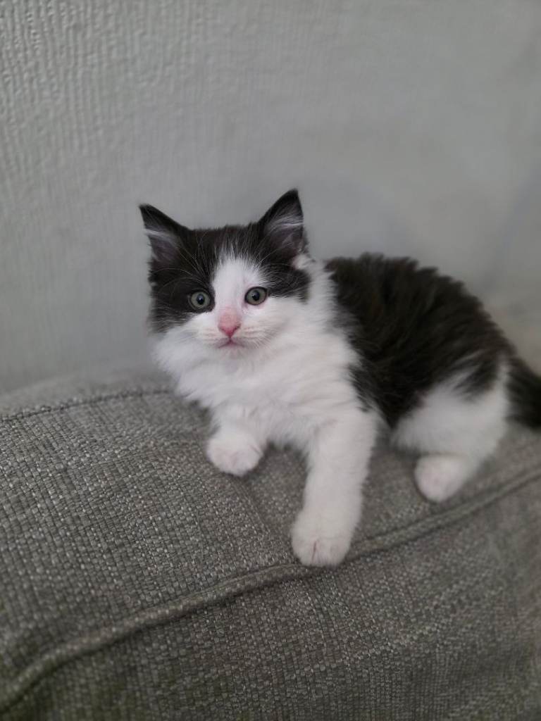 Ragdoll x Male kitten looking forever home