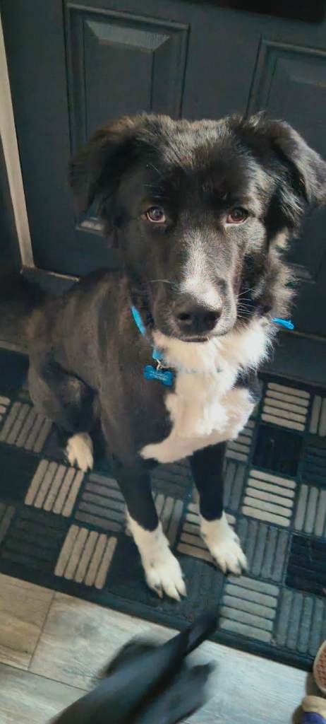Dog 