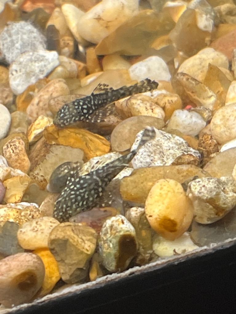 Bristlenose plecos 