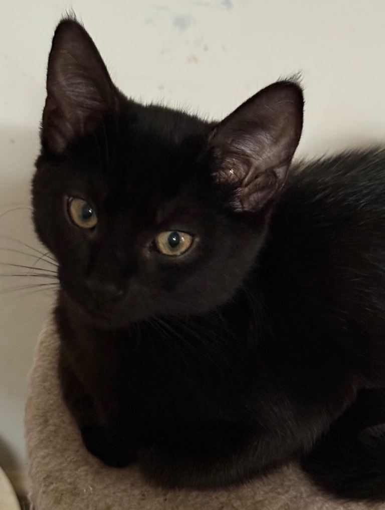 Beautiful Wednesday is still looking for her forever home