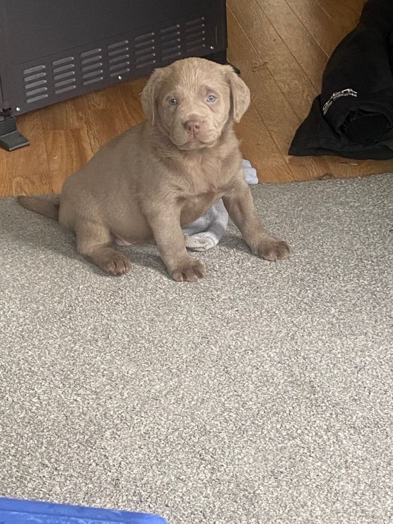 Show type Labrador puppies