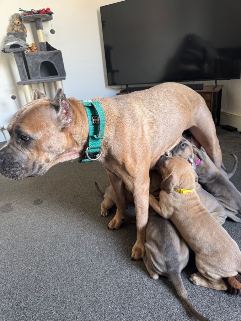 Cane Corso Puppies 