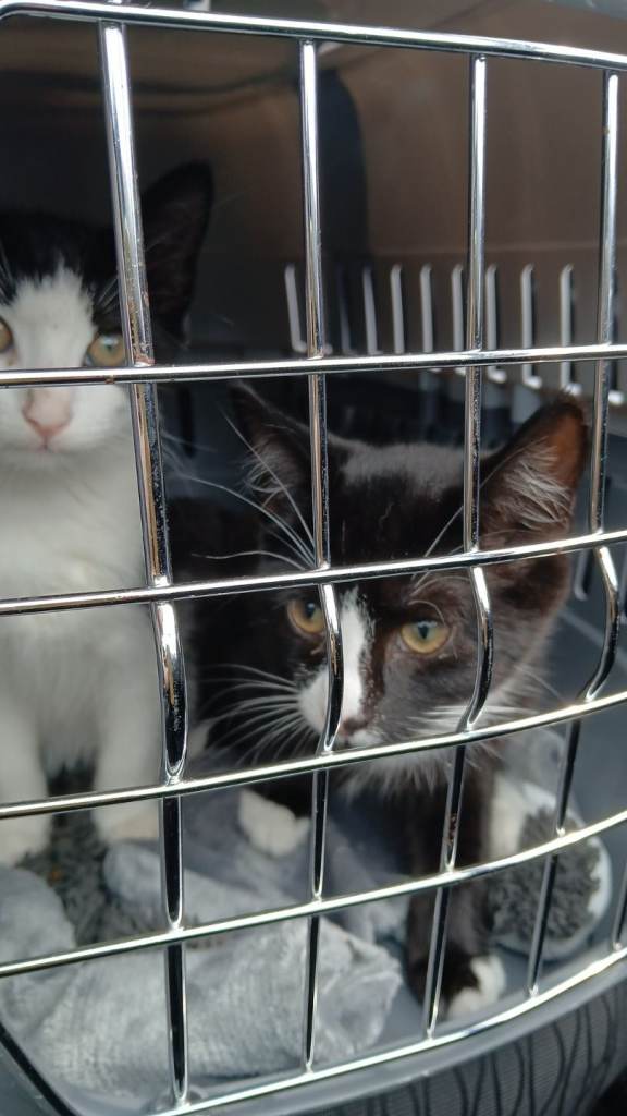 2 black and white kittens