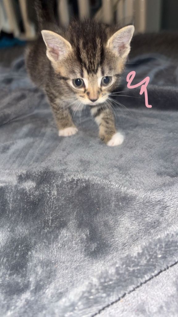 Last female beautiful tabby kitten looking for her forever home 💗