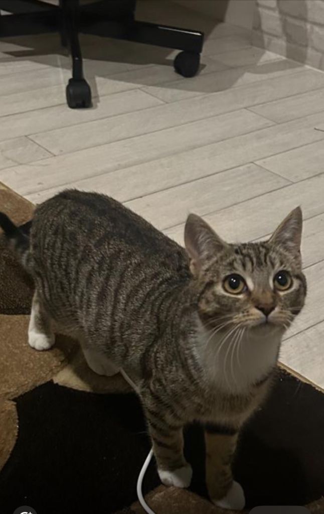 Adorable 10-Week-Old Kitten for Sale